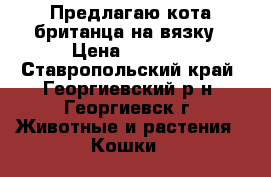 Предлагаю кота британца на вязку › Цена ­ 1 500 - Ставропольский край, Георгиевский р-н, Георгиевск г. Животные и растения » Кошки   